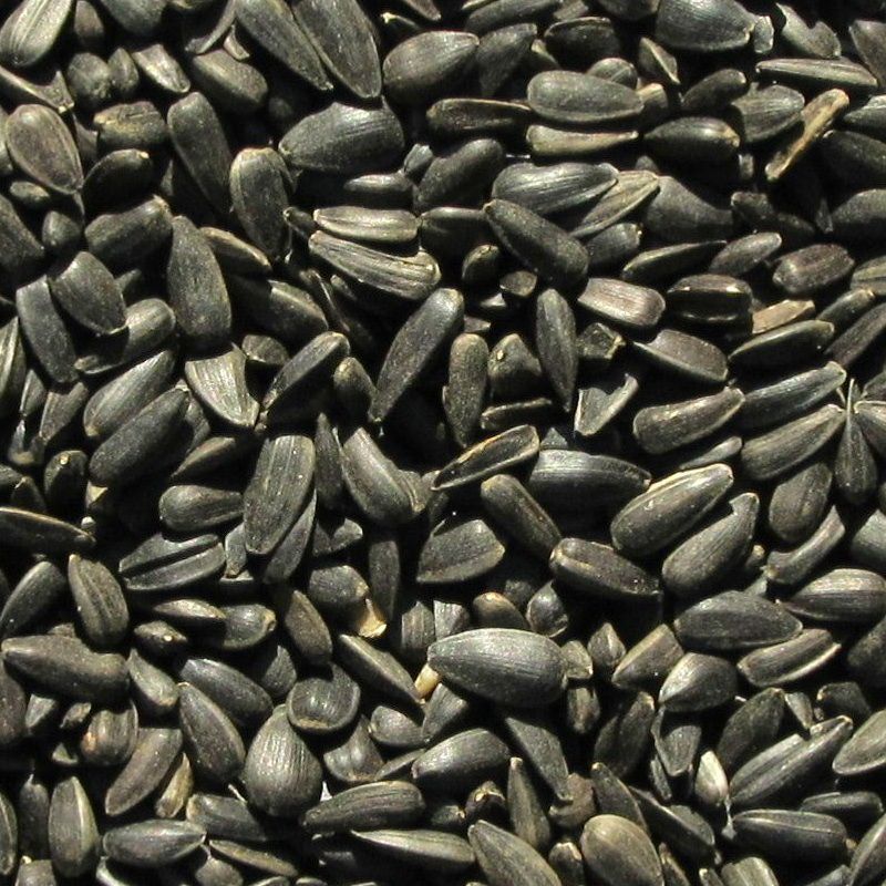 Schwarze Sonnenblumenkerne - 1kg
