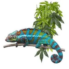 Teraristică - Reduceri