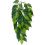 Ficus silk small - plantă pentru terarium, 45cm