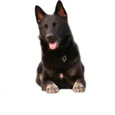 Hrană rase de c&acirc;ini