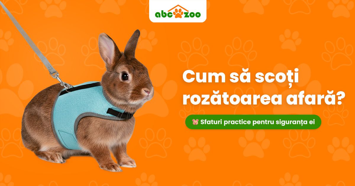 Este sigur să scoți rozătoarea afară? Sfaturi practice: la ce să fii atent