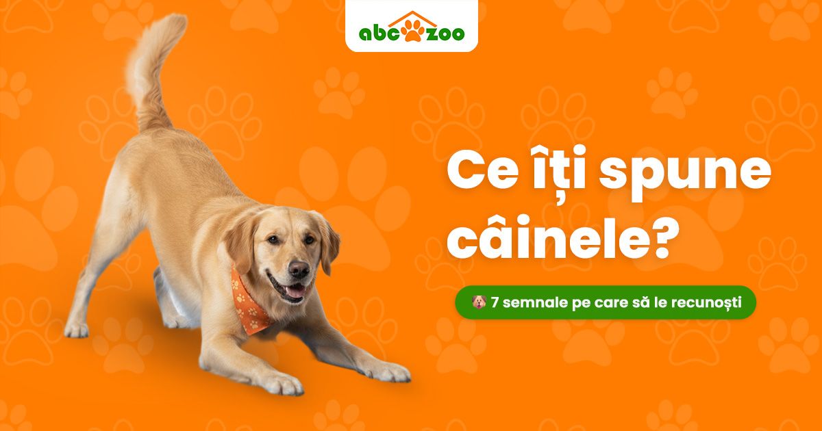 Limbajul corpului la câini: Cum să citești cele 7 semnale esențiale