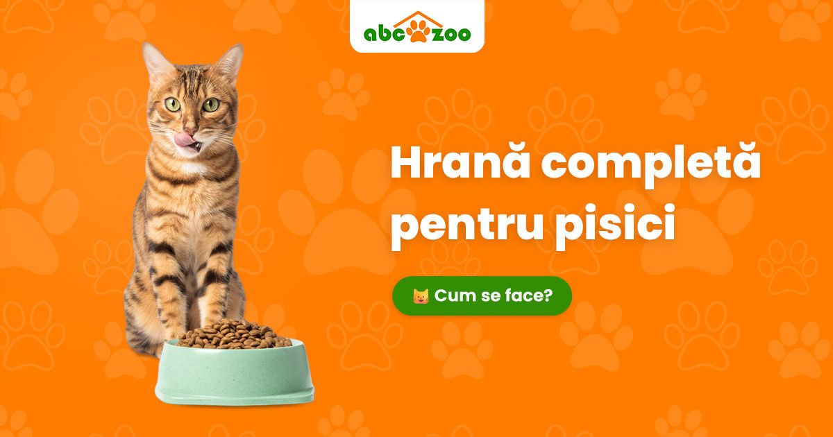 Sănătatea pisicii începe din bol: Ce ar trebui să conțină o hrană de calitate și de ce este important?