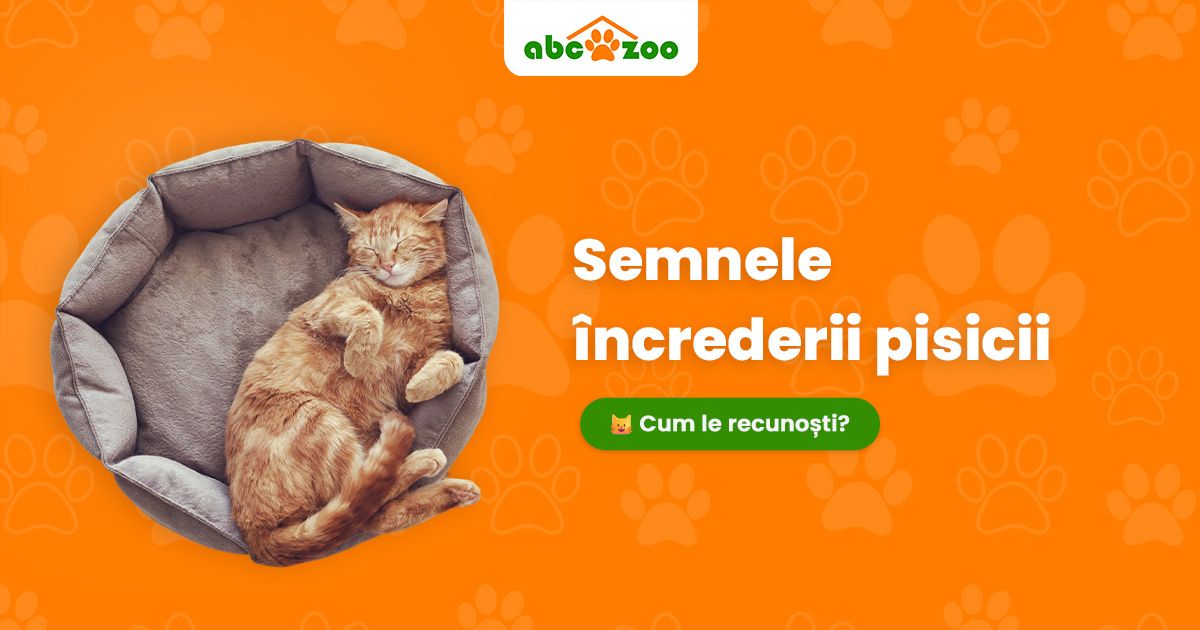 Semnul încrederii pisicii dumneavoastră: Ce trebuie să observați?