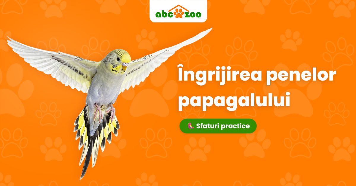 Penele sub lupă: anatomie, tipuri și îngrijirea corectă a penajului papagalului
