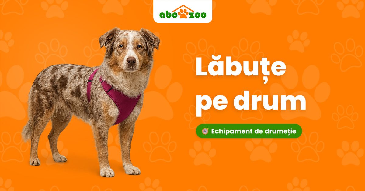 Ce nu uit niciodată în timpul excursiei cu câinele