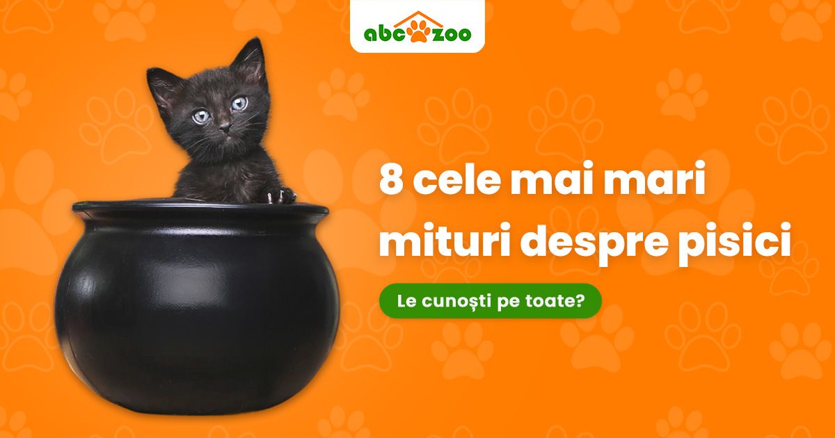 8 mituri despre pisici pe care trebuie să le cunoașteți