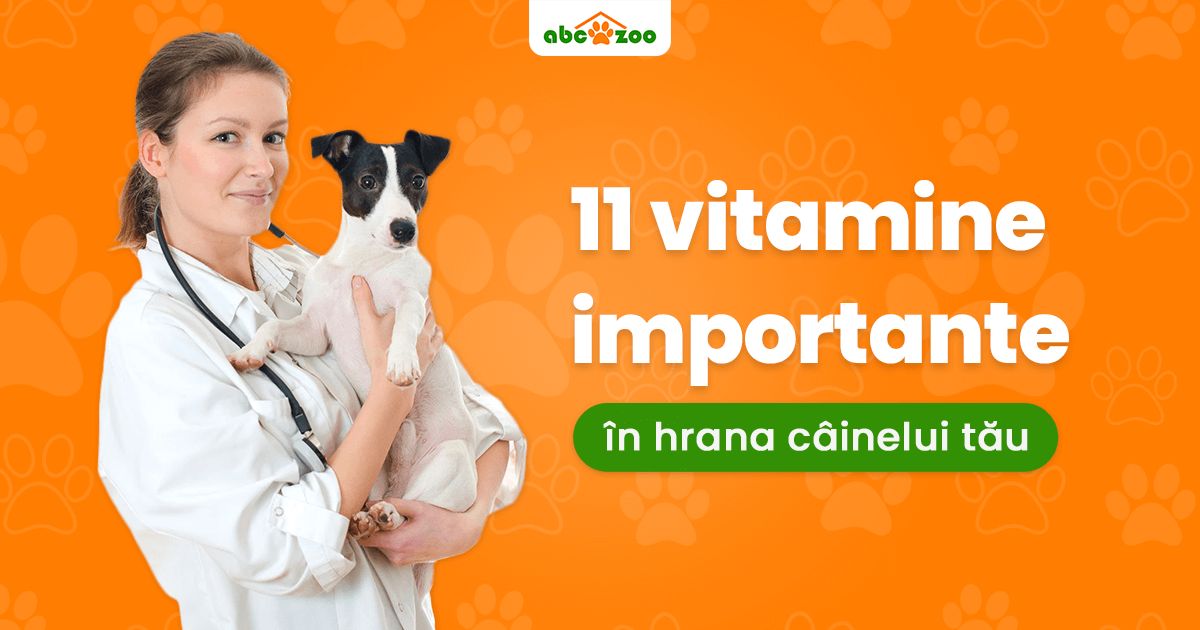11 vitamine esențiale care nu ar trebui să lipsească din dieta câinelui