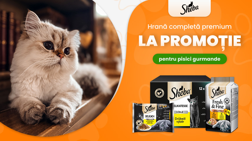 Sheba acţiune