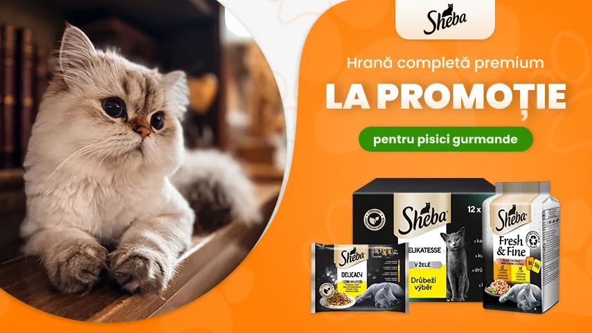 Sheba acţiune